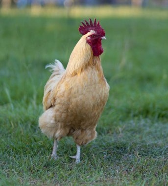 Parlak tüylü Orpington tavuk horozu otlakta serbestçe dolaşıyor ama etrafındaki her şeye özen gösteriyor..