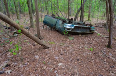 Çatıdaki eski araba Kuzey Carolina 'daki Ürdün Gölü' nü çevreleyen sık ormanda çürüyor..