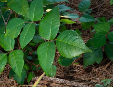 Kalın bir demet zehirli sarmaşık çam iğneleriyle kaplı ağaçların üzerinde.