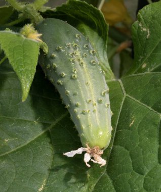 Çiçeği hala bitkinin üzerinde asılı olan salatalık..