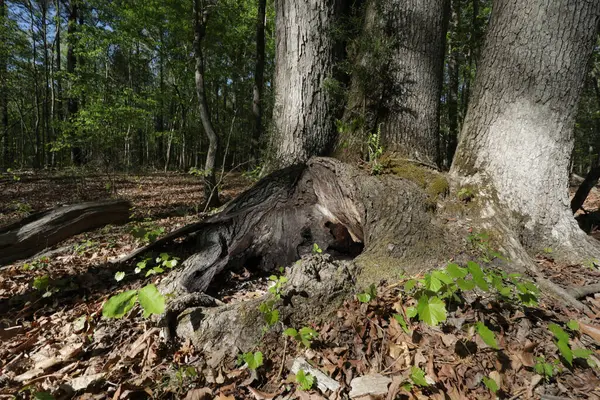 stock image Large tree with three trunks and a huge hollow portion at its base in the forest near Jordan Lake in North Carolina.