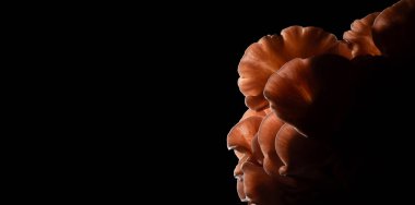 Siyah zemin üzerinde yan ışıklandırmalı pembe istiridye mantarları ve solda kopyalara yer var..