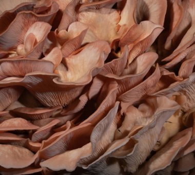 Pembe mercan mantarları geniş ve arkaplan ya da farklı bir doku için kullanılabilecek bir görüntü oluşturmaya hazır..