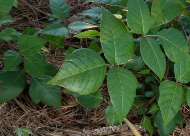 Çam iğneleriyle kaplı bir ormanda çok sayıda zehirli sarmaşık bitkisi yetişiyor..