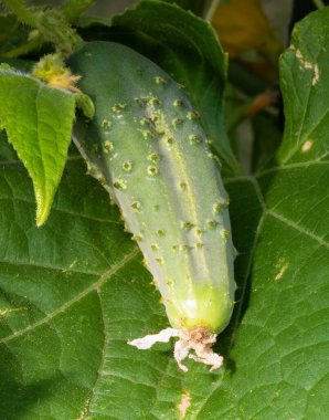 Salatalık hala yetişiyor ve bitkinin bir yaprağının üzerinde duruyor..