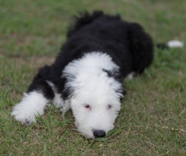 Siyah beyaz saçlı, genç bir çoban köpeği. Yorgun ve çimlere uzanmış.. 