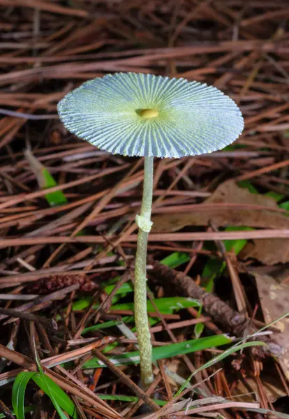 stock image Thin, flat and delicate looking mushroom that has grown to look like an umbrella. 