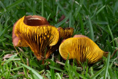 İki parlak sarı ve turuncu mantar sabahın erken saatlerinde öne çıkar..