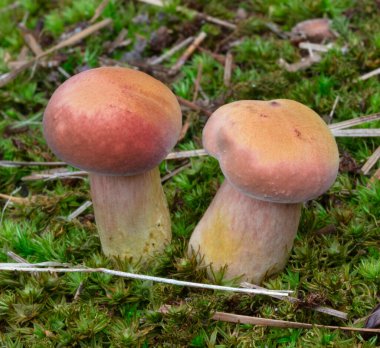 Yeşil arka planda büyüyen çok renkli mantar çifti.