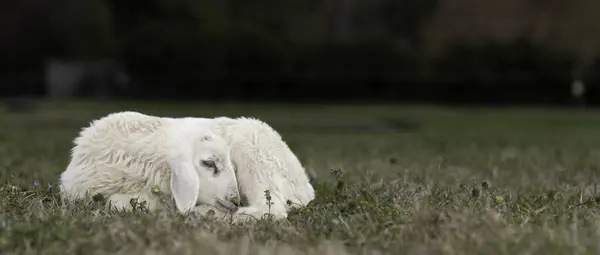 stock image Katahdin sheep eye with white color laying on a green and grassy paddock used on a rotational grazing farm near Raeford North Carolina.