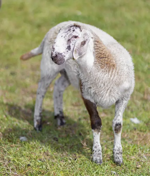 stock image White and brown Katahdin sheep that is only a few months old standing on a grassy field near Raeford North Carolina.