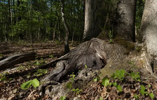 Stock image A large tree in the forest near North Carolina's Jordan lake with a hole at its base, lighted from inside in the daytime.