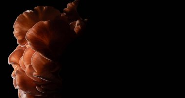 Bir grup pembe istiridye mantarı solda, siyah arka planda kopyalama alanı sağda.. 