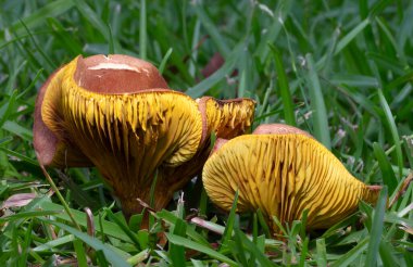 Bir gece önce yeşil çimlerde yetişen iki turuncu ve sarı mantar..