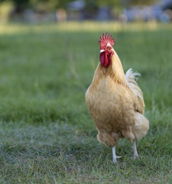 Raeford Kuzey Carolina yakınlarında yeşil ve çimenli bir tarla. Orpington horozu, kızgın ve dövüşmeye hazır görünüyor..