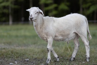 Kuzey Carolina 'da Raeford yakınlarındaki otlak bir arazide birkaç aylık bir koç olan Katahdin koyun kuzusu..