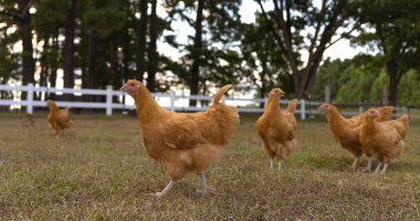 Flock of buff Orpington chicken pullets that are walking on a pasture they are free to roam on an organic farm. clipart