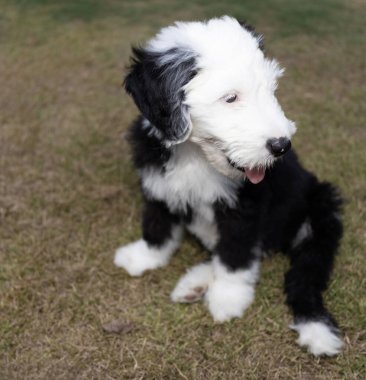 Genç çoban köpeği, baharın başında çimlerin üzerinde oturuyor..