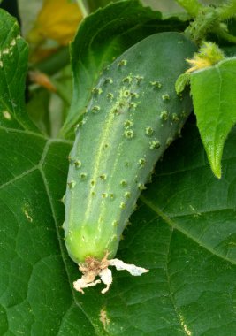 Salatalık, bitkinin üzerinde olgunlaşıyor ve alttaki büyük yaprağın üzerinde dinlenmeye başlayacak kadar şişmanlıyor..