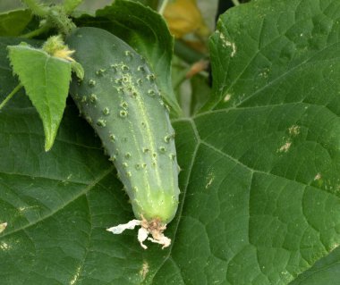 Bitkinin üzerinde büyüyen bir salatalığın sağında metne yer var..
