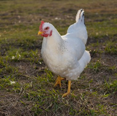 Büyük beyaz Delaware tavuğu. Kuzey Carolina 'da çimenli bir tarlada kameraya doğru gelen bir çiftlikten geçiyor..