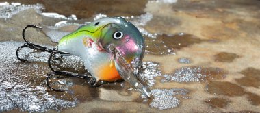 Islak bir kayaya kancalarla renkli balık yemi