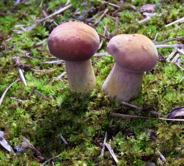 Yeşil zemin üzerinde pembe, turuncu ve sarı mantarlar..