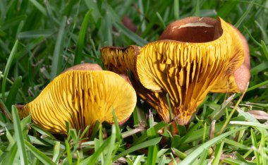Çimenlerdeki parlak sarı ve turuncu mantarlar sağ taraftan gelen parlak düşük ışıkla.