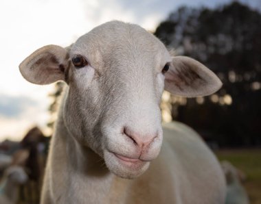 Kuzey Carolina 'da güneş batarken beyaz Katahding koyunu otlaktaki kameraya yakın duruyor..