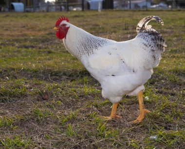 White Delaware rooster that is free ranging on a farm in North Carolina.  clipart