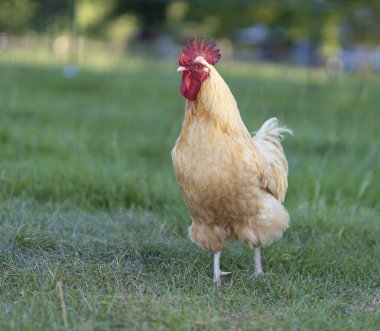 Parlak tüylü Orpington tavuk horozu yaz aylarında organik bir çiftliğin çimenli tarlasında alarmda..