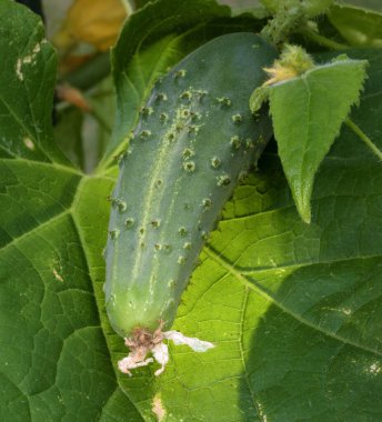 Çiçek yaprakları yapışıp kuruyan bitkinin üzerinde salatalık yetişiyor..