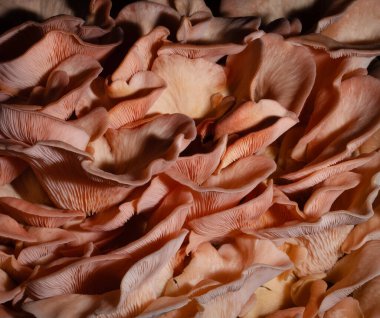 Pembe istiridye mantarlarına yakından bakın. Yiyeceğin karmaşık dokusuna iyi bakın..