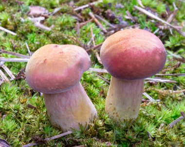 Yeşil zeminde iki parlak renkli mantar. Güneş sırtlarından vuruyor..