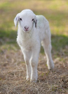 Güneşli bir çayırda, güneşli bir günde yeşil otlar ve samanlarla birlikte çok genç beyaz koyunlar..