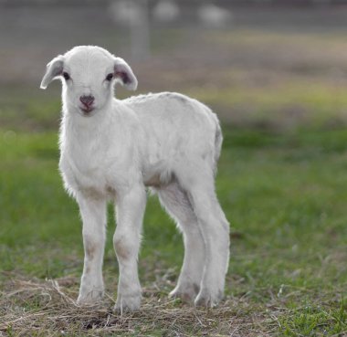 Beyaz Katahdin koyun kuzusu. Kuzey Carolina 'da çimenli bir çayırda birkaç günlük..