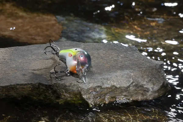 Suyla çevrili bir kayanın üzerinde balık yemi.