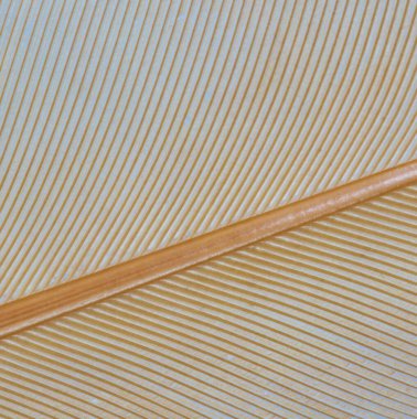 Turuncu, sarı ve altın renkli kuyruk tüyü. Tüylü bir Orpington tavuk horozundan. Doku ya da arka planda kullanılmak üzere yakın plan çekimde görülür..