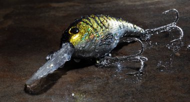 Su damlacıkları bu sarı, altın ve gümüş renkli balıkçı krank yeminin her yerindeler. Ayrıca sırılsıklam bir kayanın üzerinde dinleniyorlar.. 