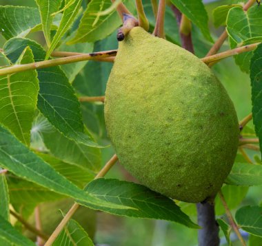 Yeşil kabuğunda olan ve yazın ağaçta yetişen bir cevizin yakın çekimi..