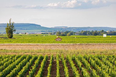Aklı başında bir tekne gezisi. Sjour en bteau sur la Sane.