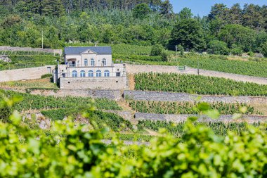 Vignes Nuits-Saint-Georges, 