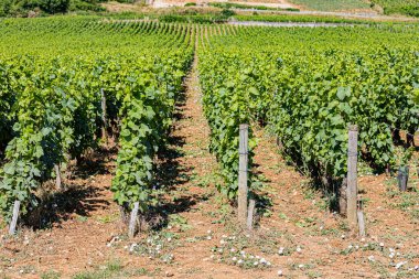 Vignes Nuits-Saint-Georges, 