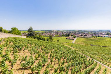Vignes Nuits-Saint-Georges, 