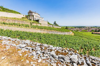 Vignes Nuits-Saint-Georges, 