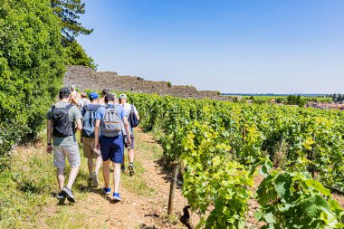 Vignes Nuits-Saint-Georges, 