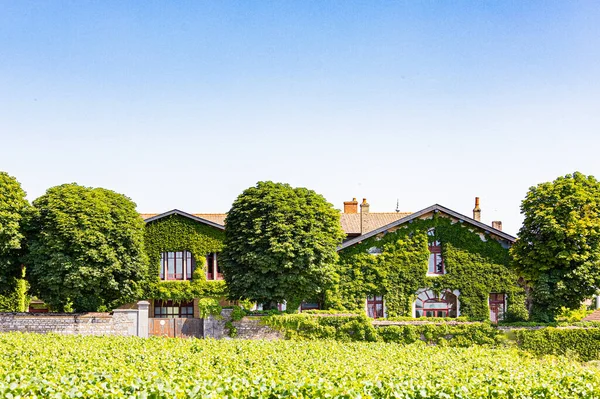 Vignes Nuits Saint Georges Proches Chteau Gris Appartenant Maison Albert — Stockfoto