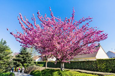 Dijon 'un Japon bahçesinde bahar renkleri... Le jardin japonais a Dijon aux couleurs du printemps.