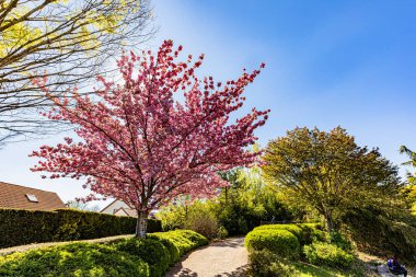 Dijon 'un Japon bahçesinde bahar renkleri... Le jardin japonais a Dijon aux couleurs du printemps.