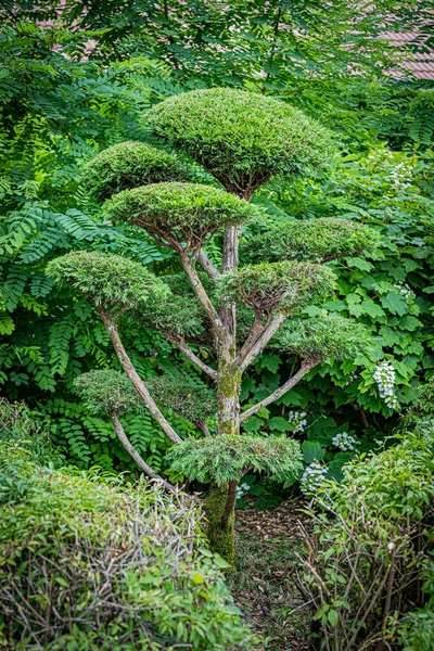 Dijon 'da sonbahar renklerinde bir Japon bahçesi. Le jardin japonais a Dijon aux couleurs de l'automne.